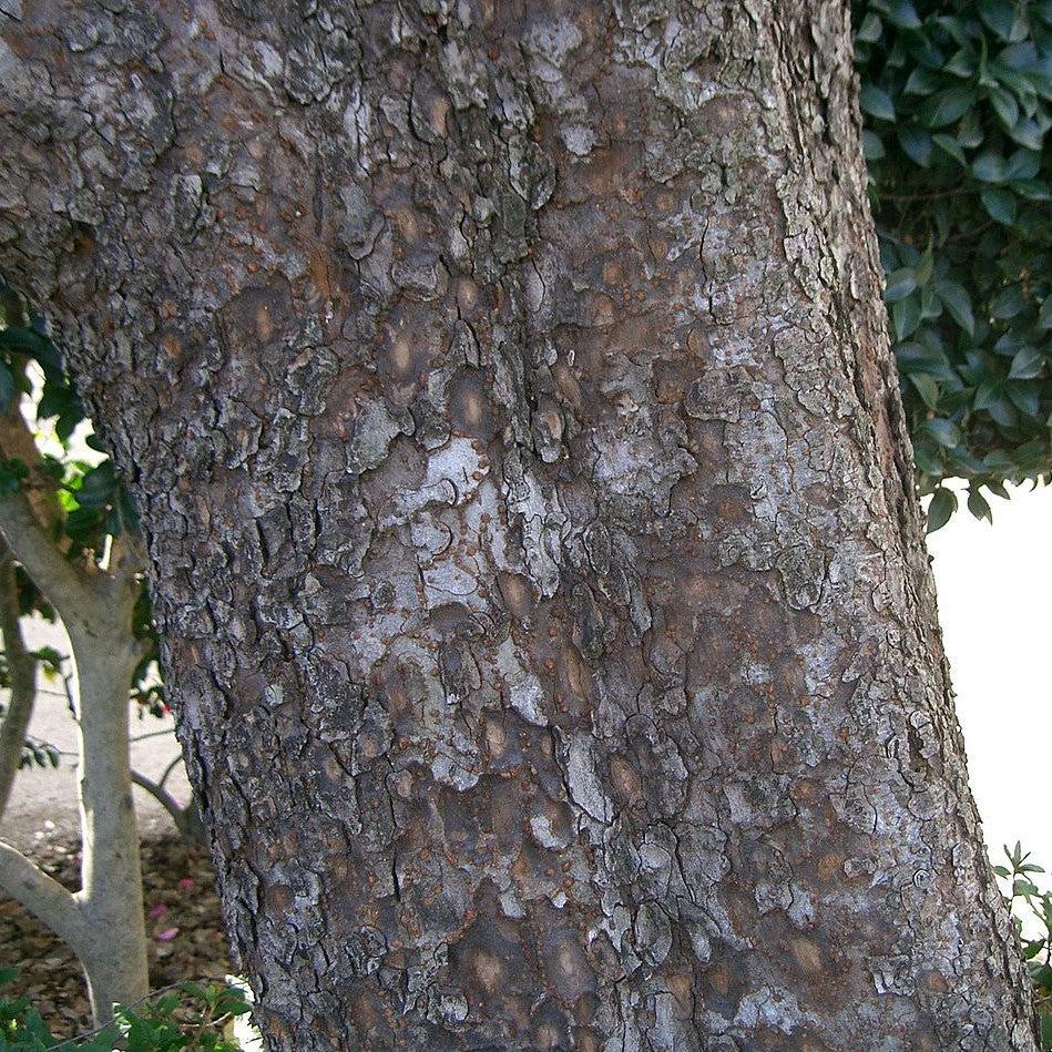 Ulmus parvifolia ~ Lacebark Elm-ServeScape