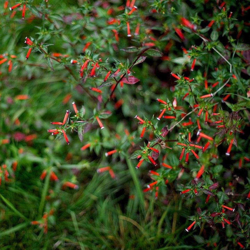 Cuphea ignea ~ Cigar Plant, Firecracker Red-ServeScape