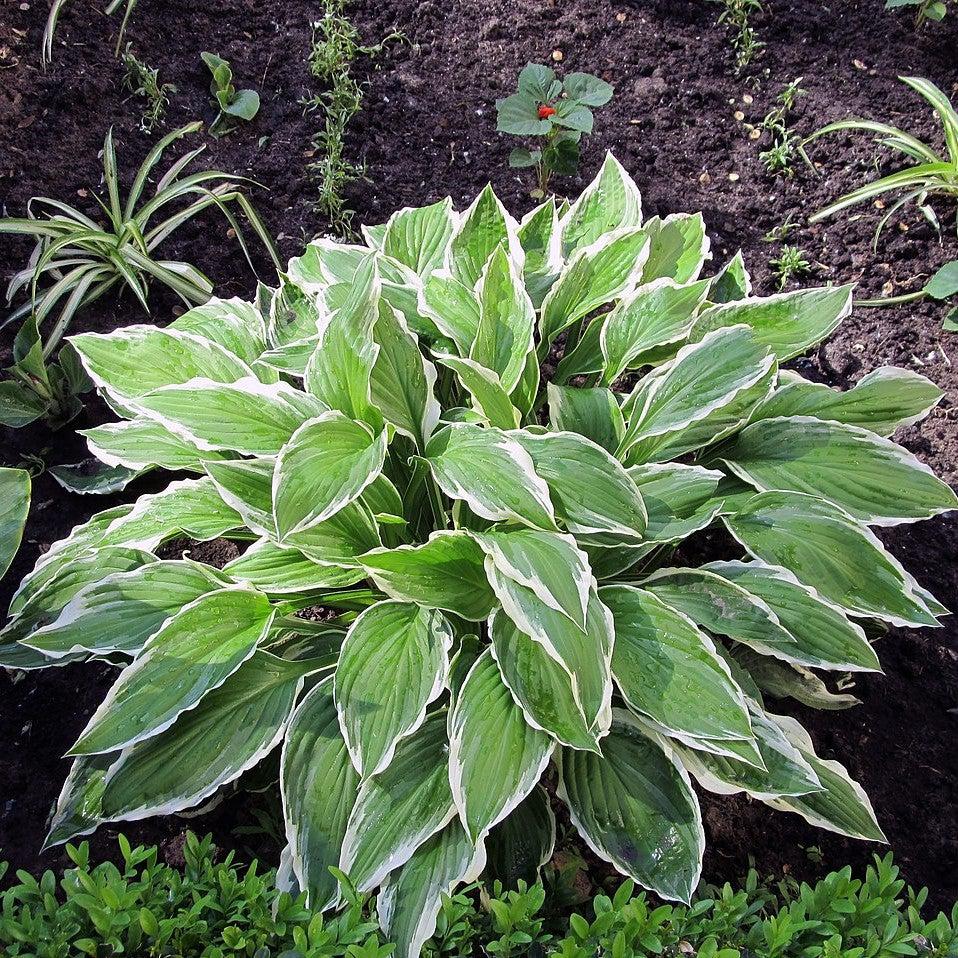 Hosta ‘HOST SUN 08’ ~ Sunhosta™ Hosta-ServeScape