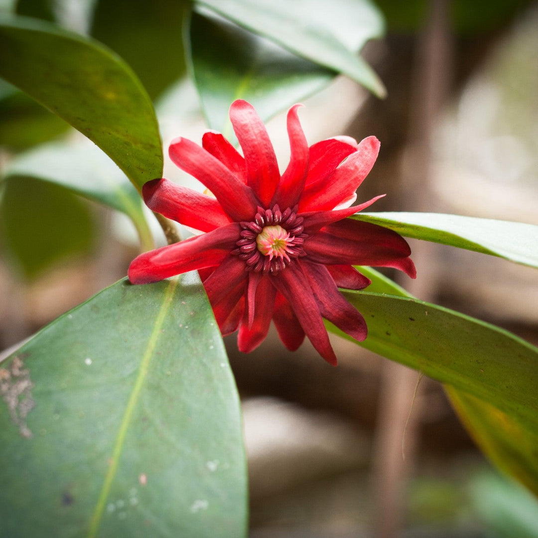 Illicium floridanum 'Ruby Stars' ~ Ruby Stars Florida Anise-ServeScape