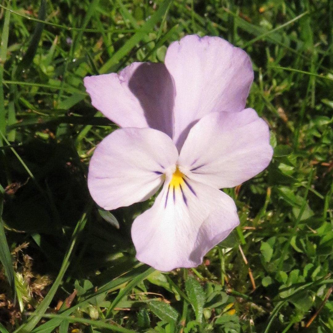 Viola cornuta 'Admire Pink' ~ Admire® Pink Viola-ServeScape
