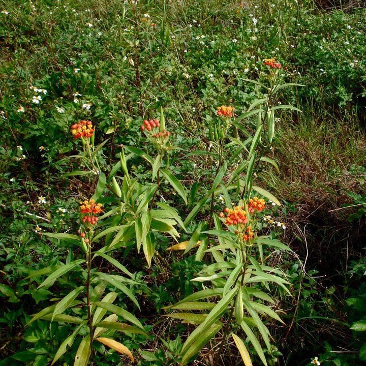 Asclepias curassavica ~ Red Milkweed-ServeScape