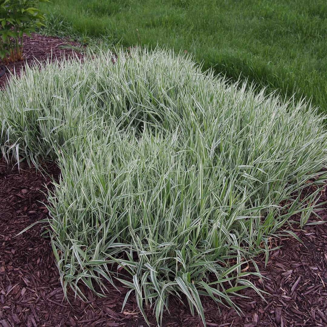 Carex morrowii 'Aurea-variegata' ~ Variegated Japanese Sedge-ServeScape