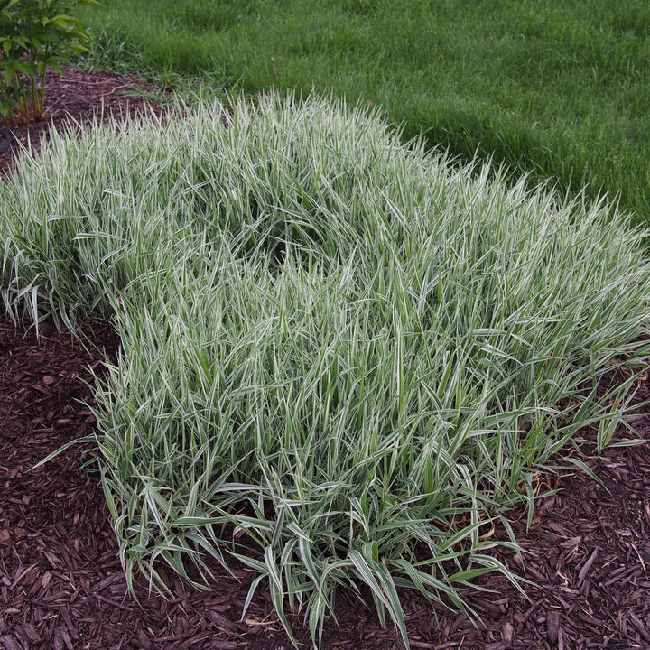 Carex morrowii 'Aurea-variegata' ~ Variegated Japanese Sedge-ServeScape