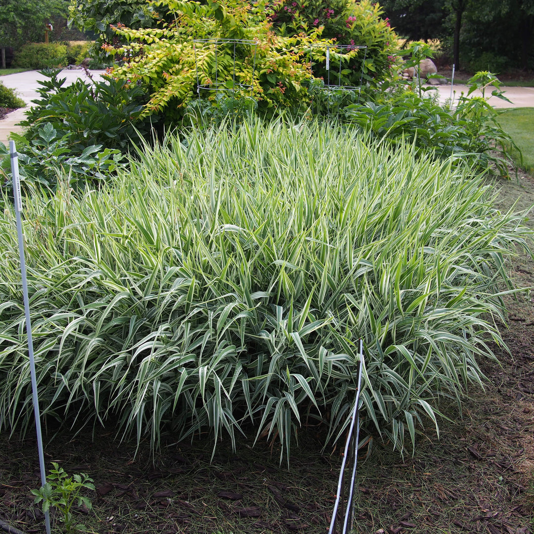 Carex morrowii 'Aurea-variegata' ~ Variegated Japanese Sedge-ServeScape