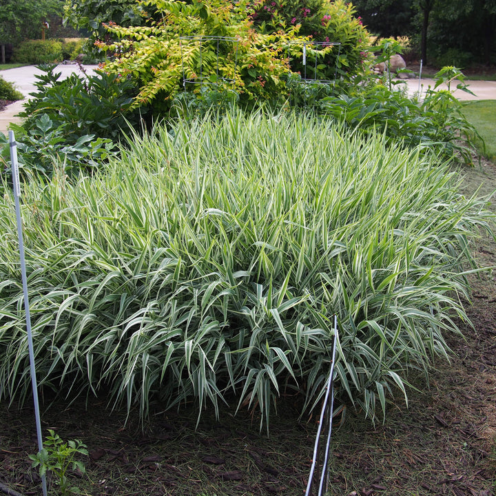 Carex morrowii 'Aurea-variegata' ~ Variegated Japanese Sedge-ServeScape