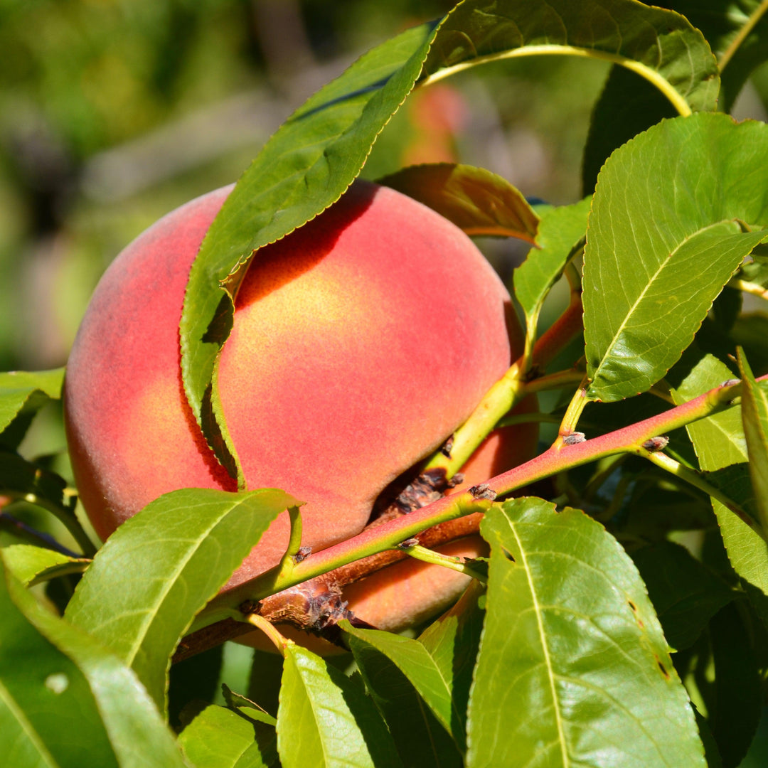 Prunus persica 'Harvester' (Peach)