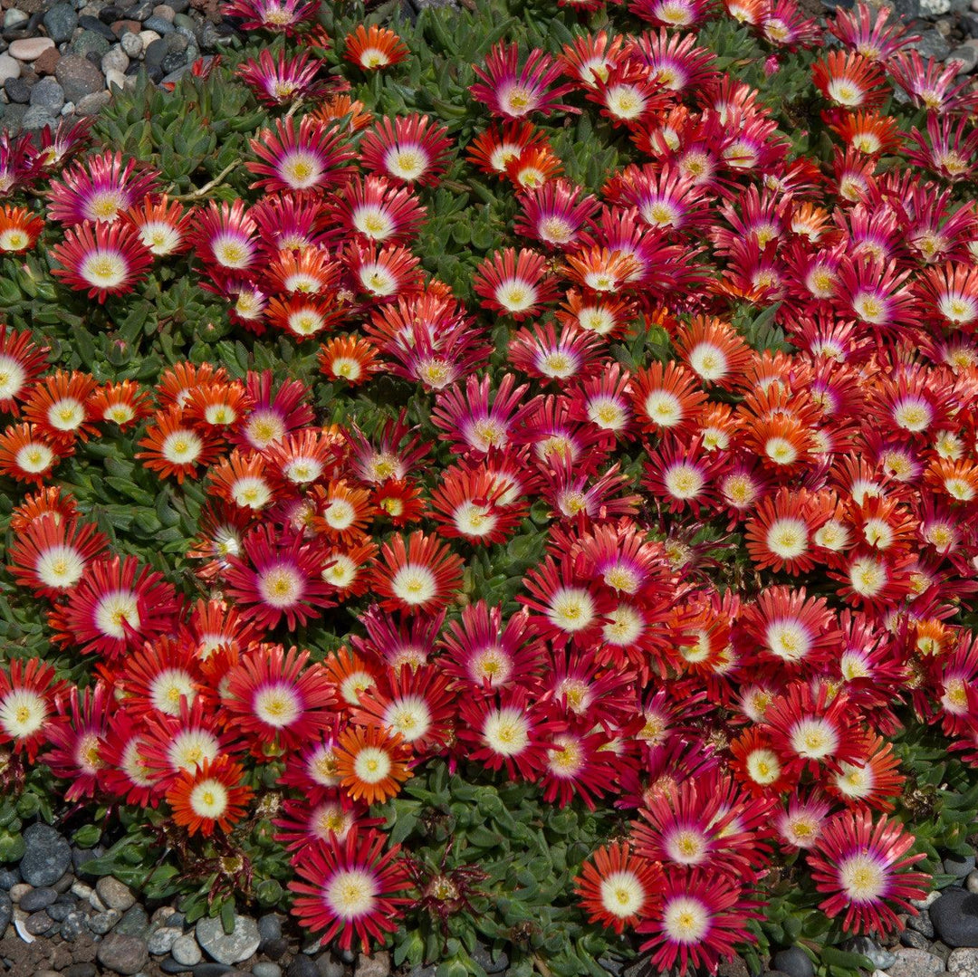 Delosperma 'PWWGO2S' ~ Red Mountain® Flame Ice Plant-ServeScape