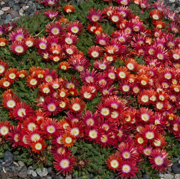 Delosperma 'PWWGO2S' ~ Red Mountain® Flame Ice Plant-ServeScape