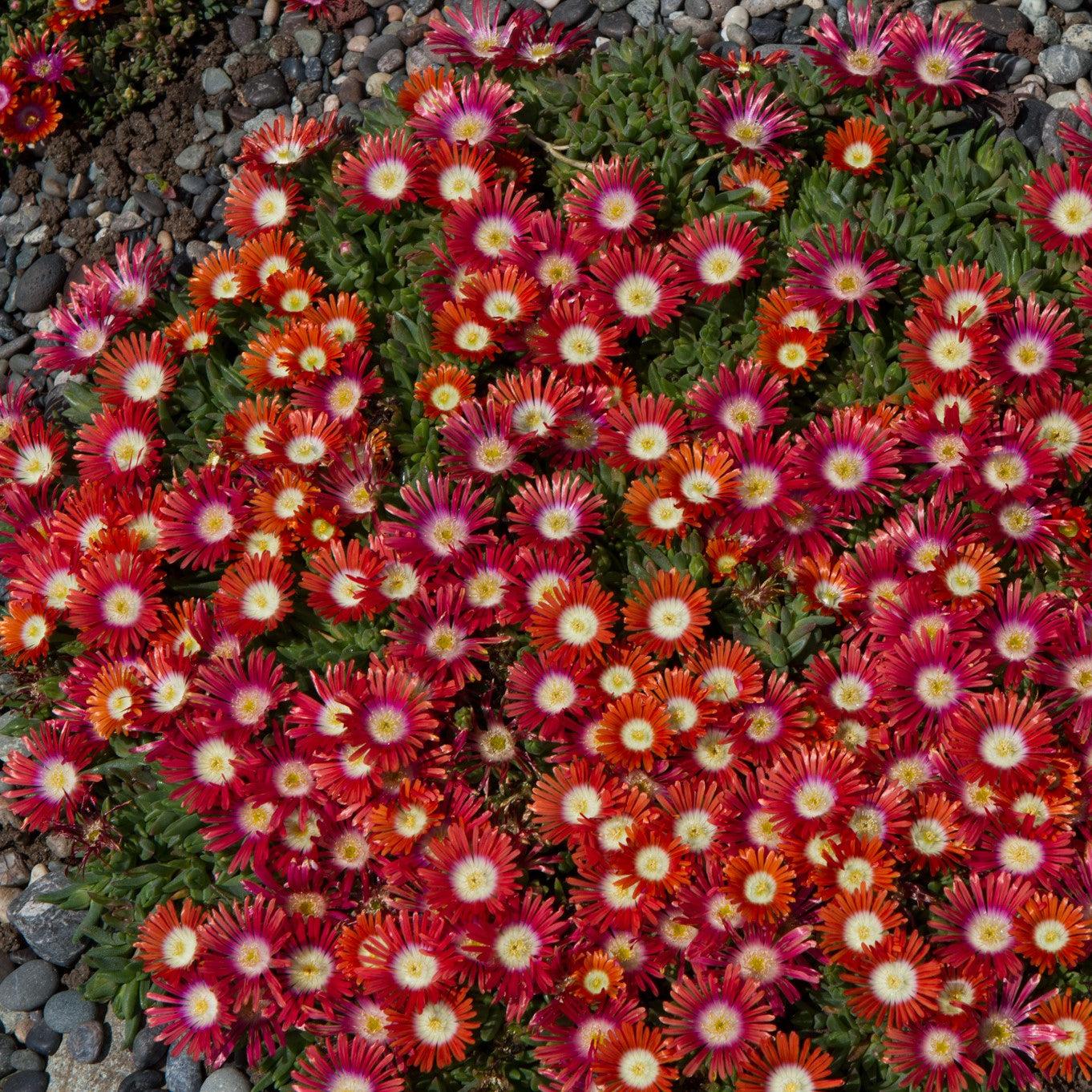 Red mountain ice plant