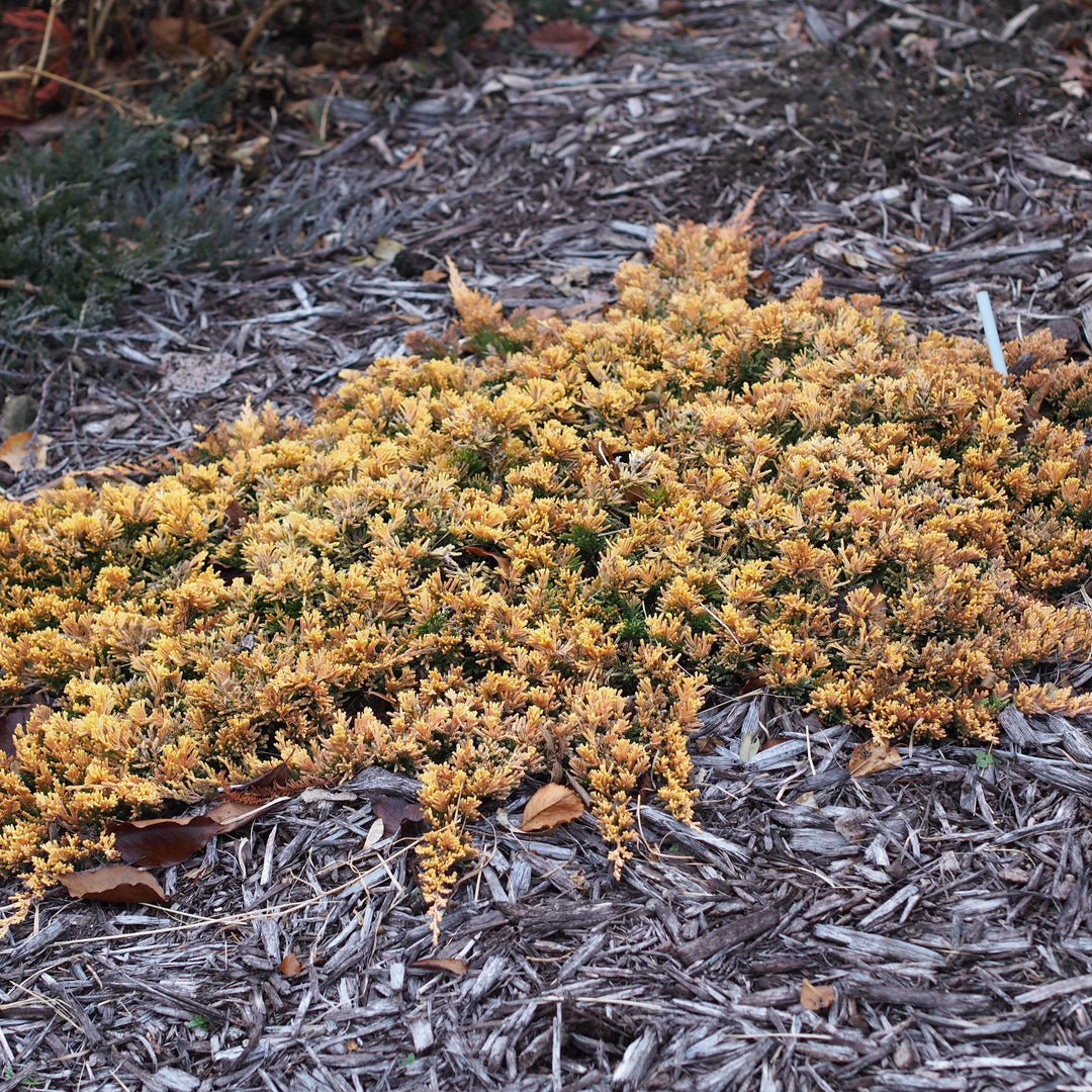 Juniperus horizontalis 'Mother Lode' ~ Mother Lode Creeping Juniper-ServeScape