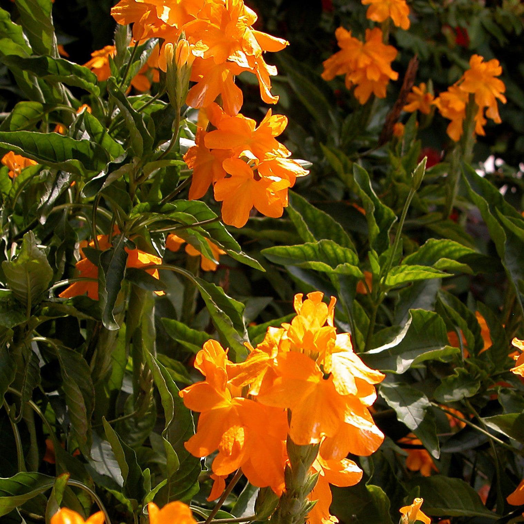 Crossandra 'Orange' ~ Orange Crossandra, Firecracker Flower-ServeScape