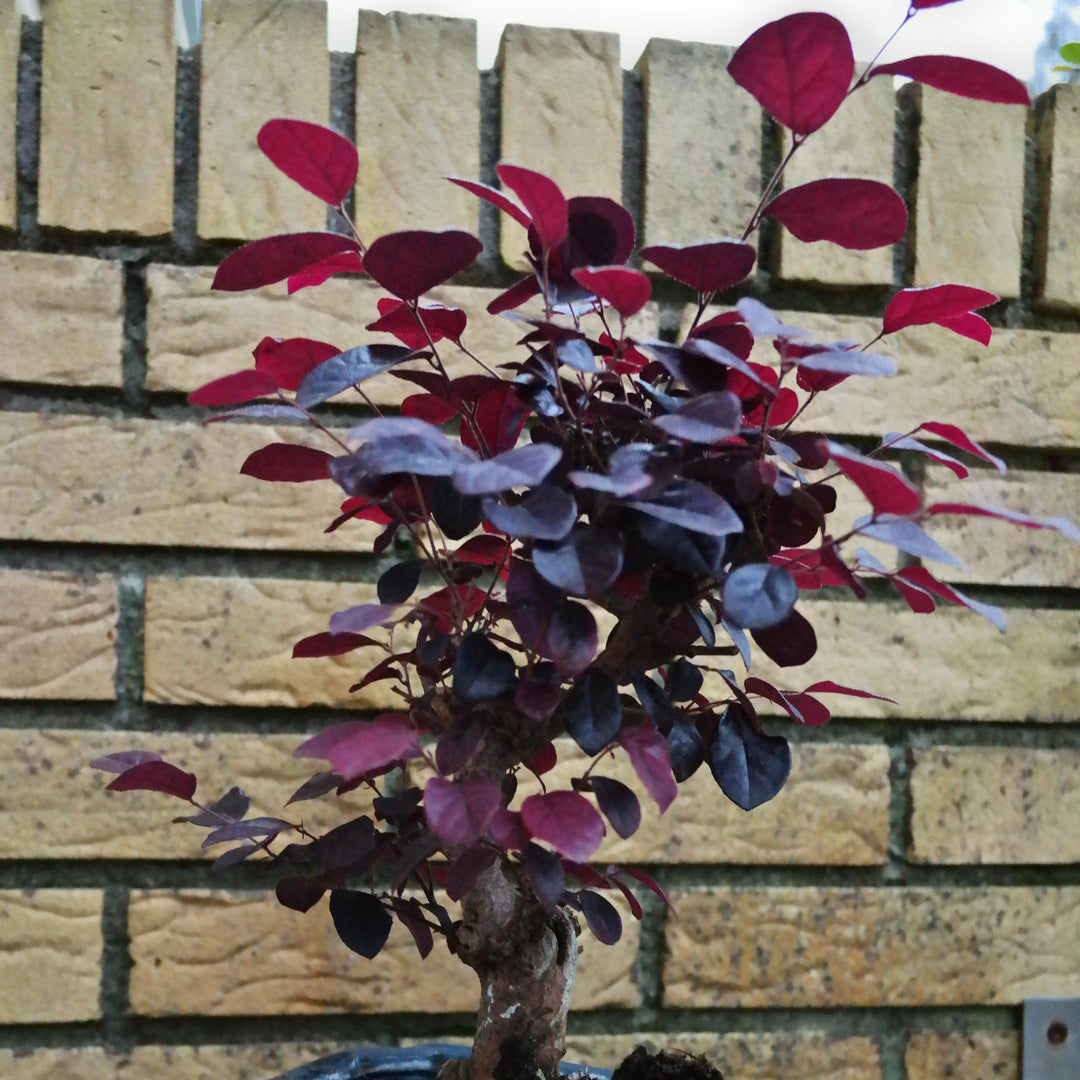 Loropetalum chinense 'Cabernet' ~ Cabernet Fringe Flower, Loropetalum-ServeScape