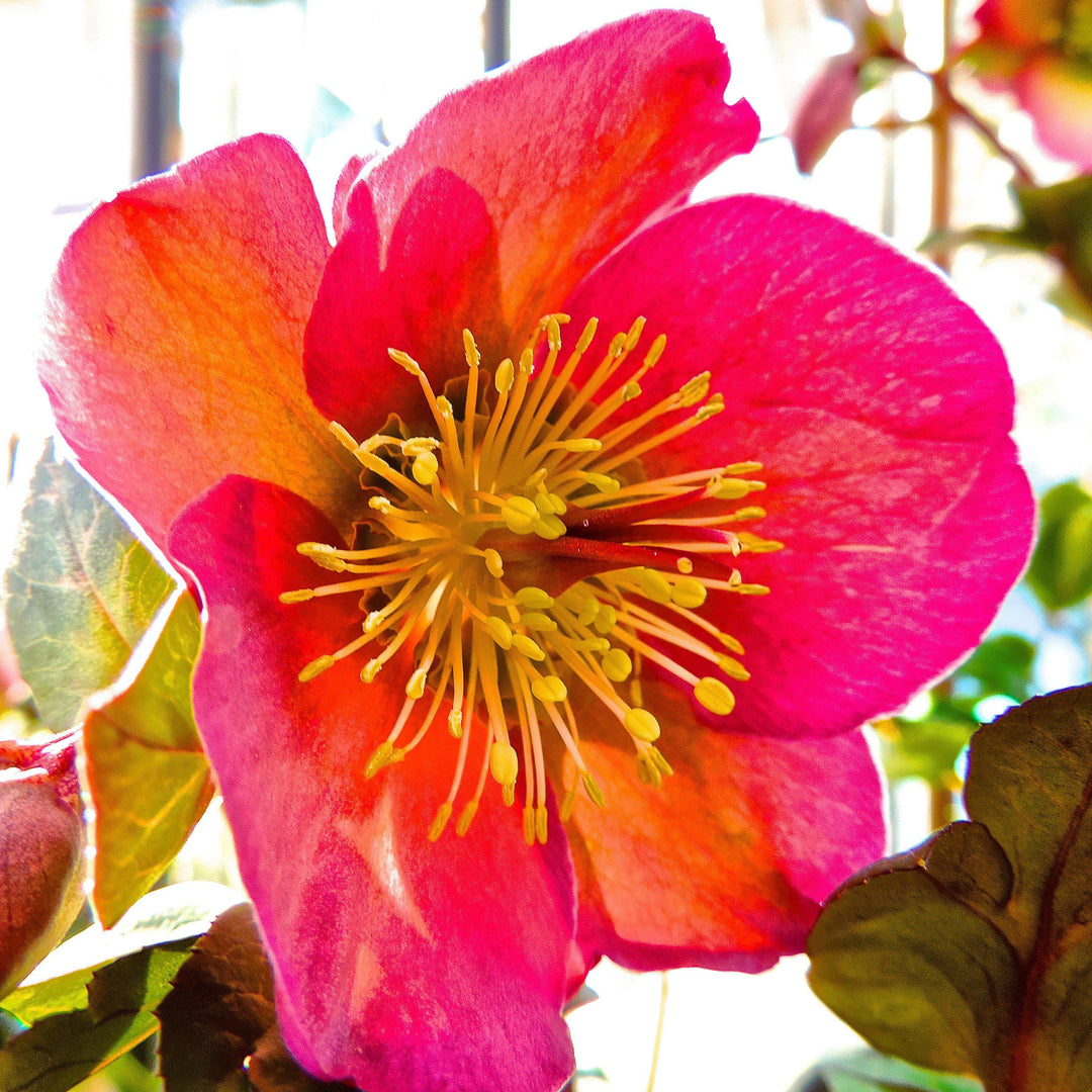 Helleborus x hybridus 'ABCRD01' ~ FrostKiss™ Penny's Pink® Lenten Rose-ServeScape