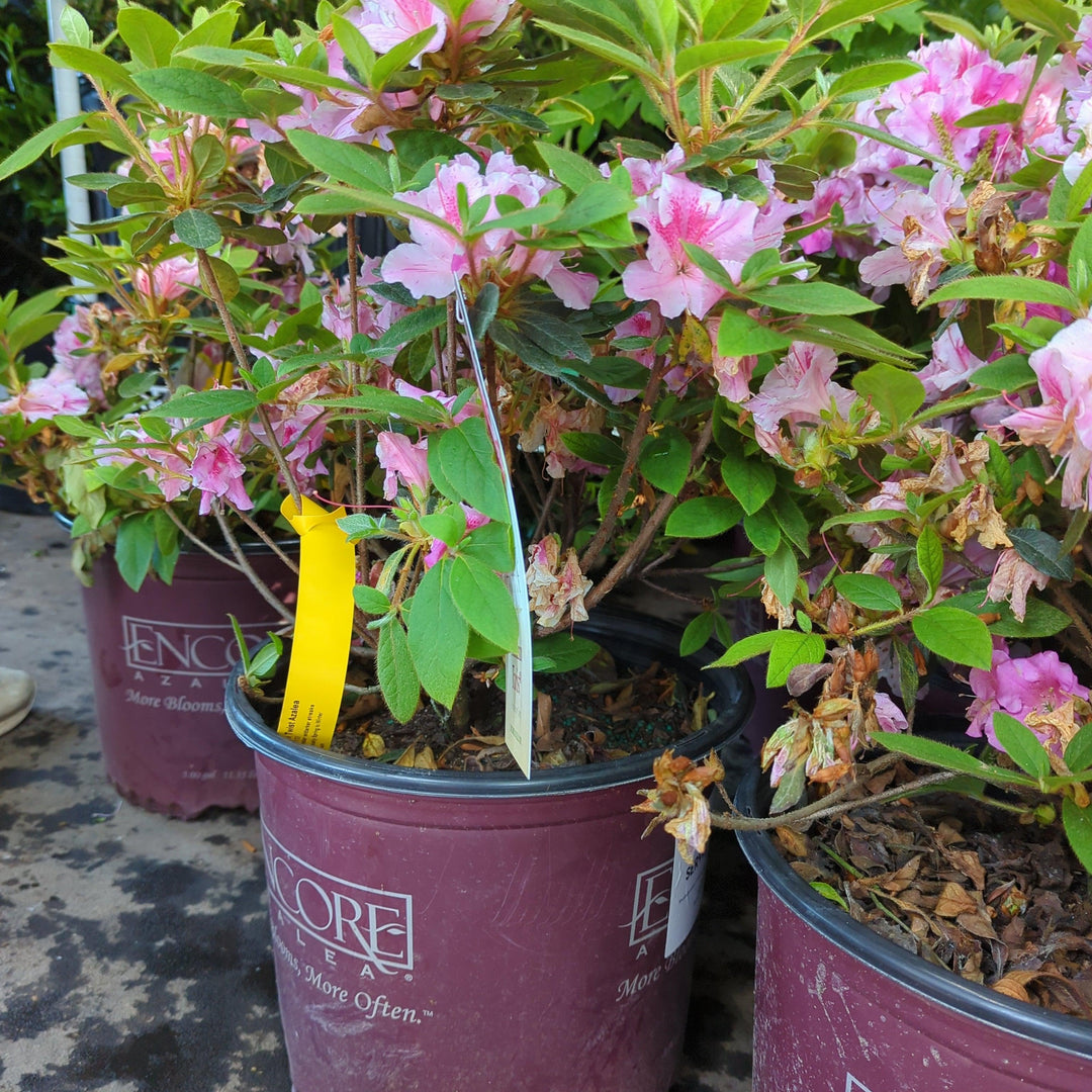 Rhododendron ‘Conlep’ ~ Encore® Autumn Twist™ Azalea-ServeScape