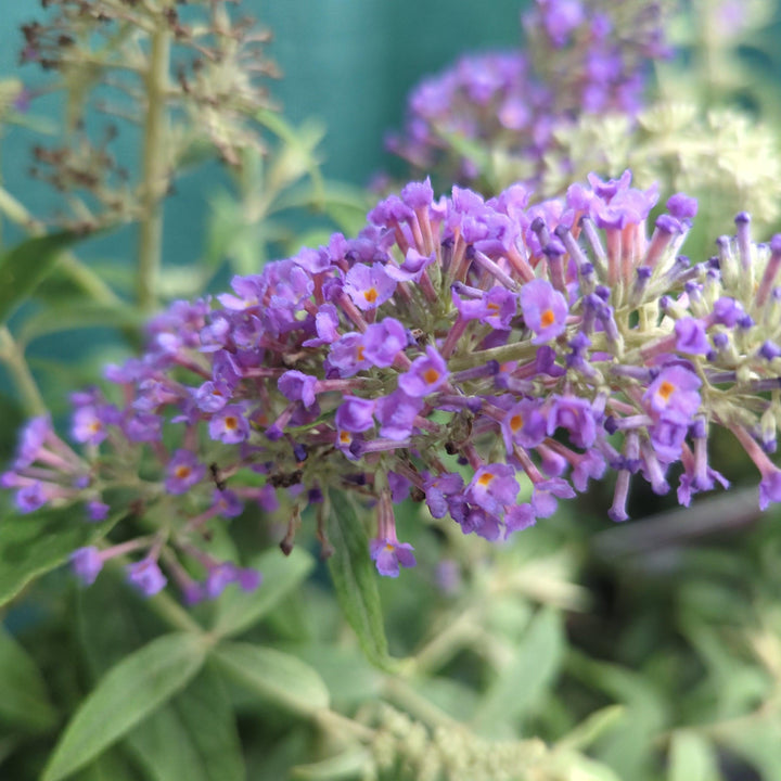 Buddleia 'Purple Haze' ~ Lo & Behold® Purple Haze Butterfly Bush-ServeScape