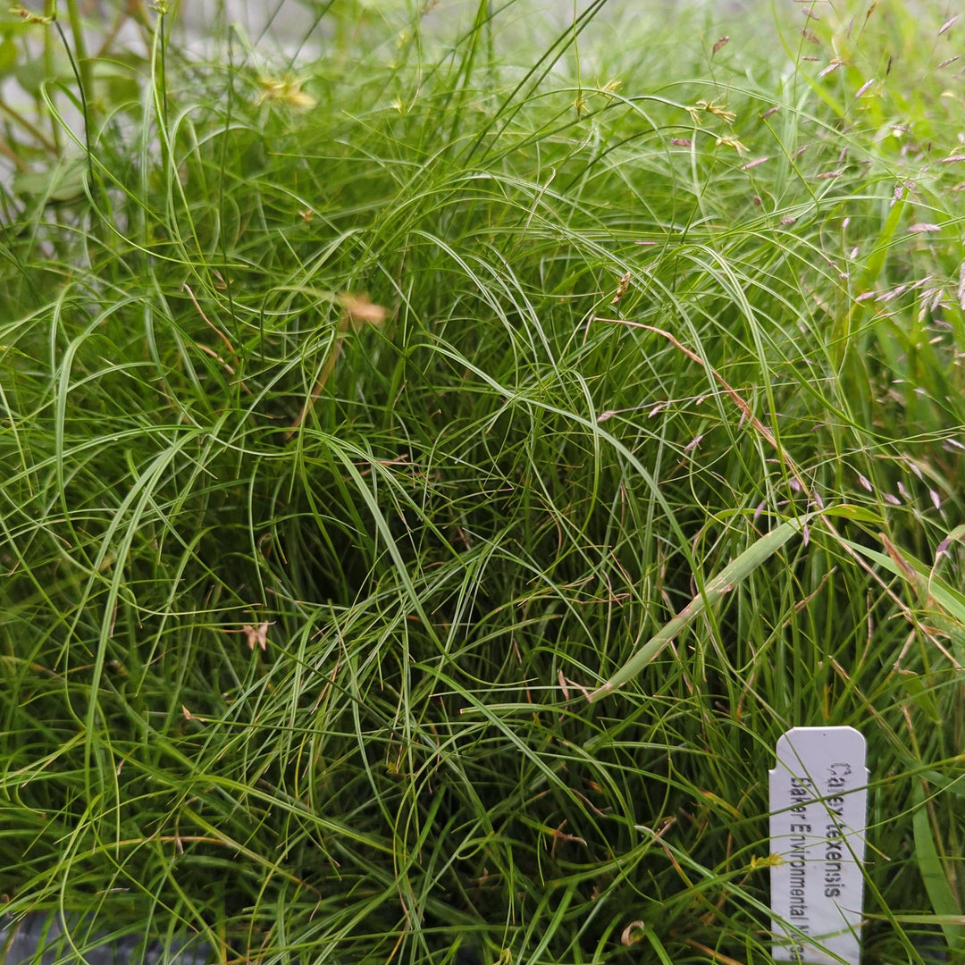 Carex texensis ~ Texas Sedge-ServeScape