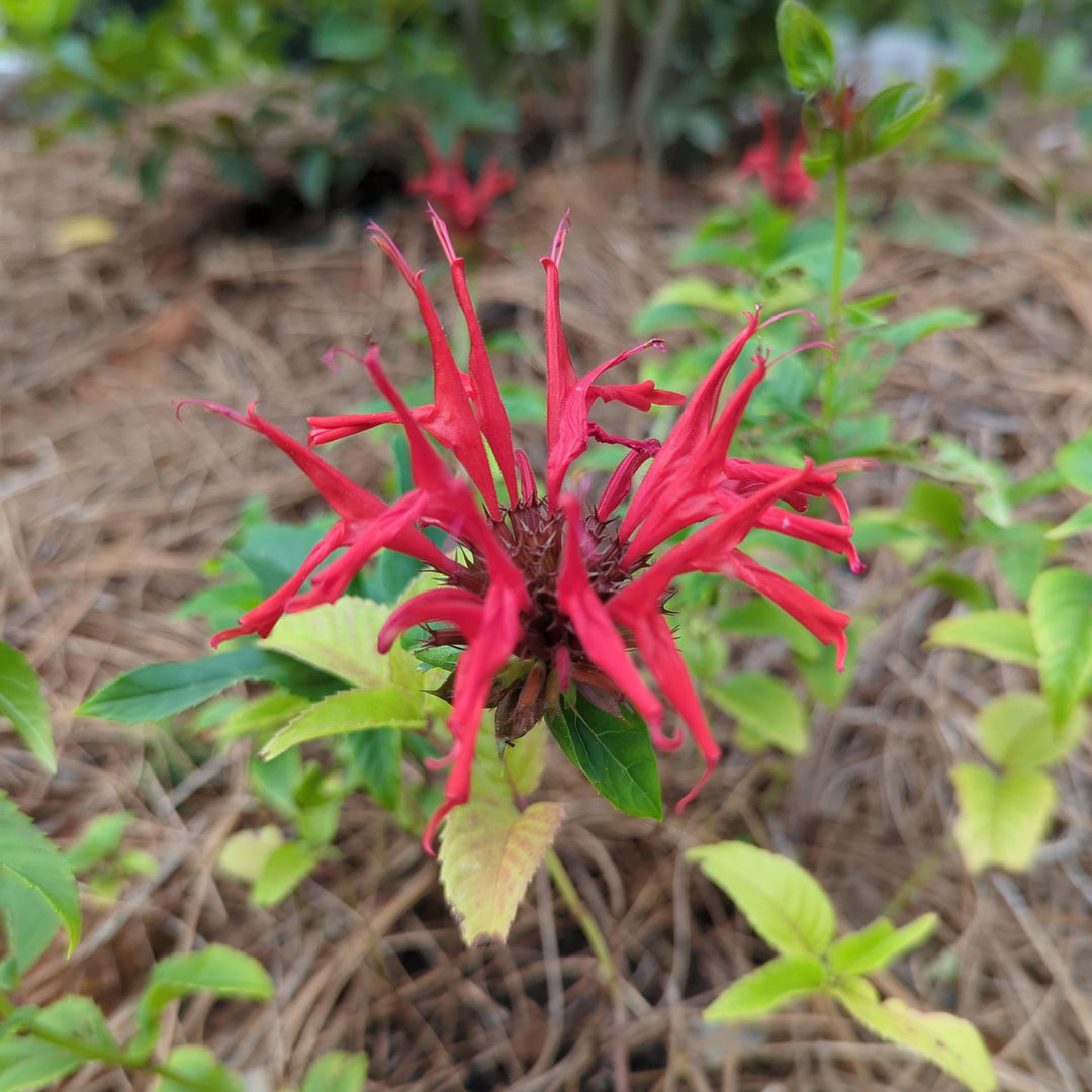 Monarda didyma ~ Bee Balm-ServeScape