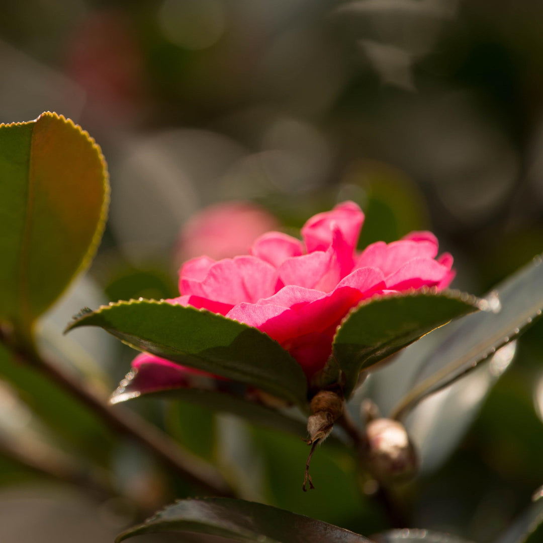 Camellia japonica 'C.M. Hovey' ~ C.M. Hovey Camellia-ServeScape