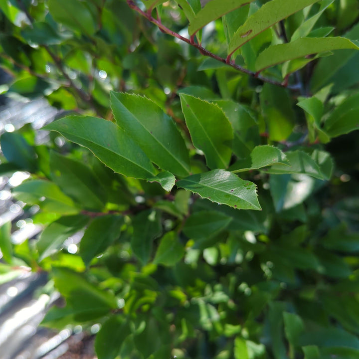 Prunus caroliniana 'Grecct' ~ Centre Court™ Cherry Laurel-ServeScape