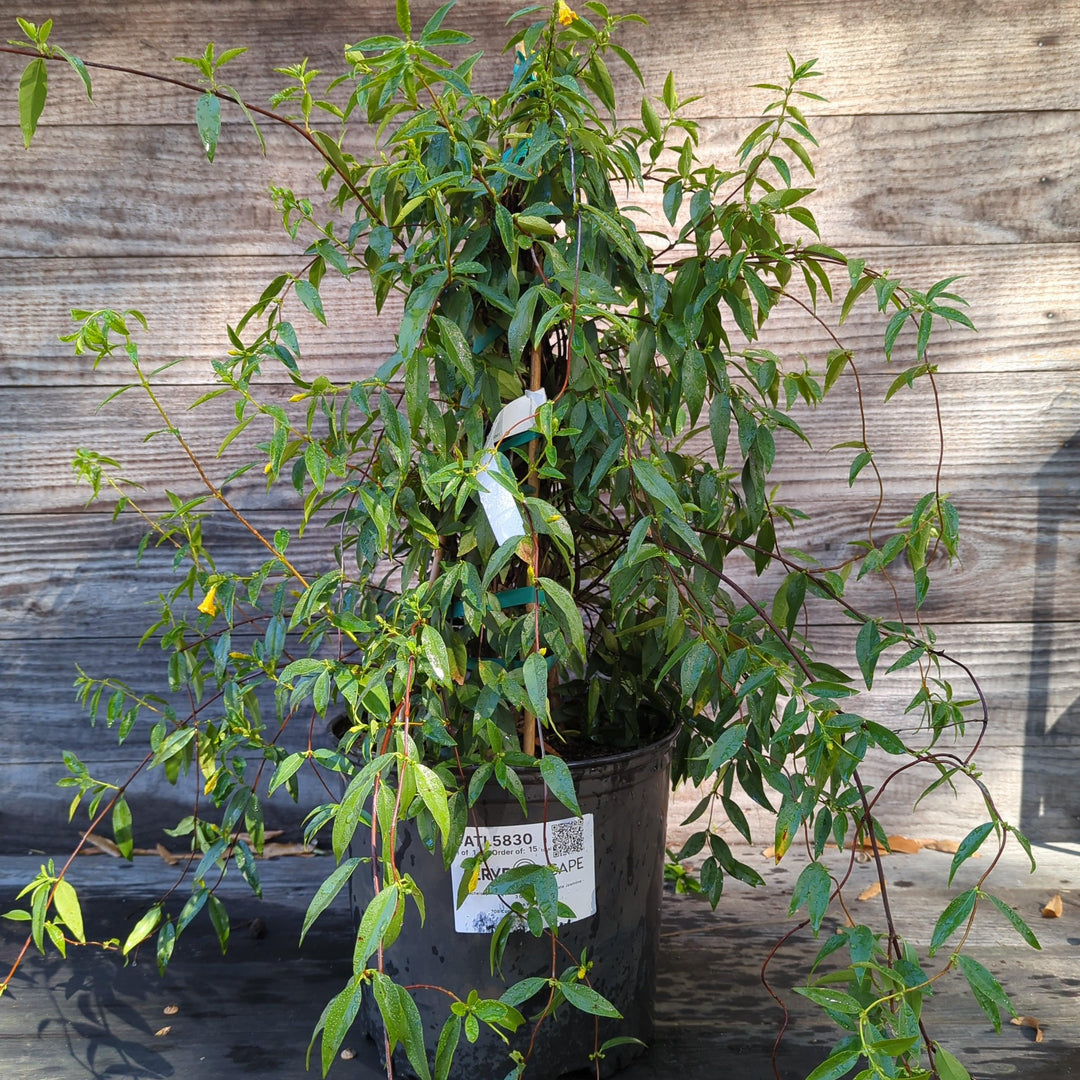 Gelsemium sempervirens ~ Carolina Jessamine-ServeScape