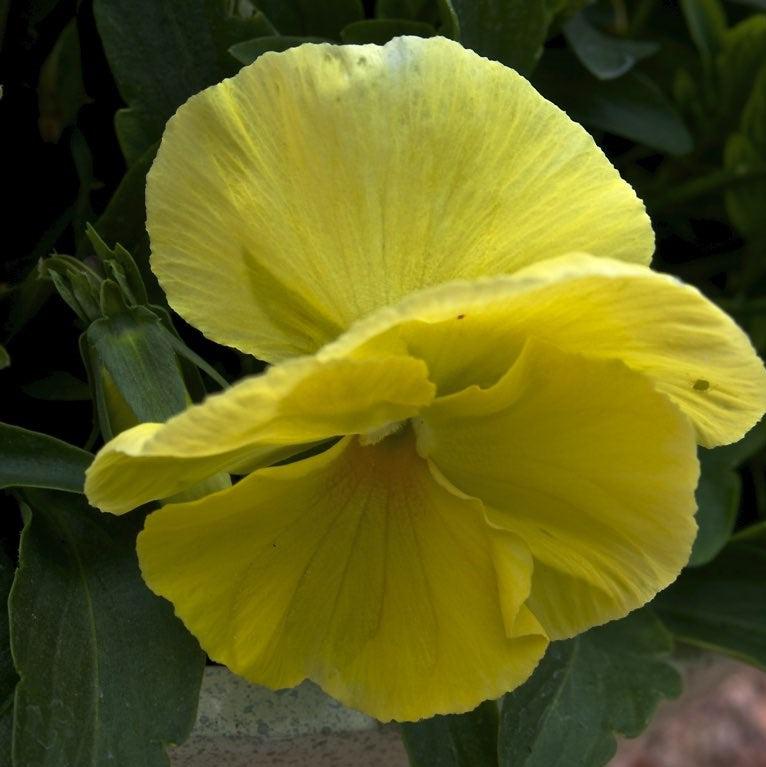Viola x wittrockiana 'Inspire Plus Lemon' ~ Inspire® Plus Lemon Pansy-ServeScape