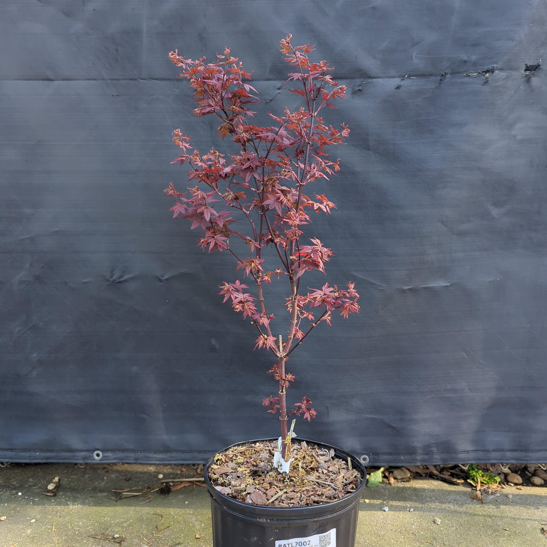 Acer palmatum 'Twombly's Red Sentinel' ~ Twombly's Japanese Maple-ServeScape