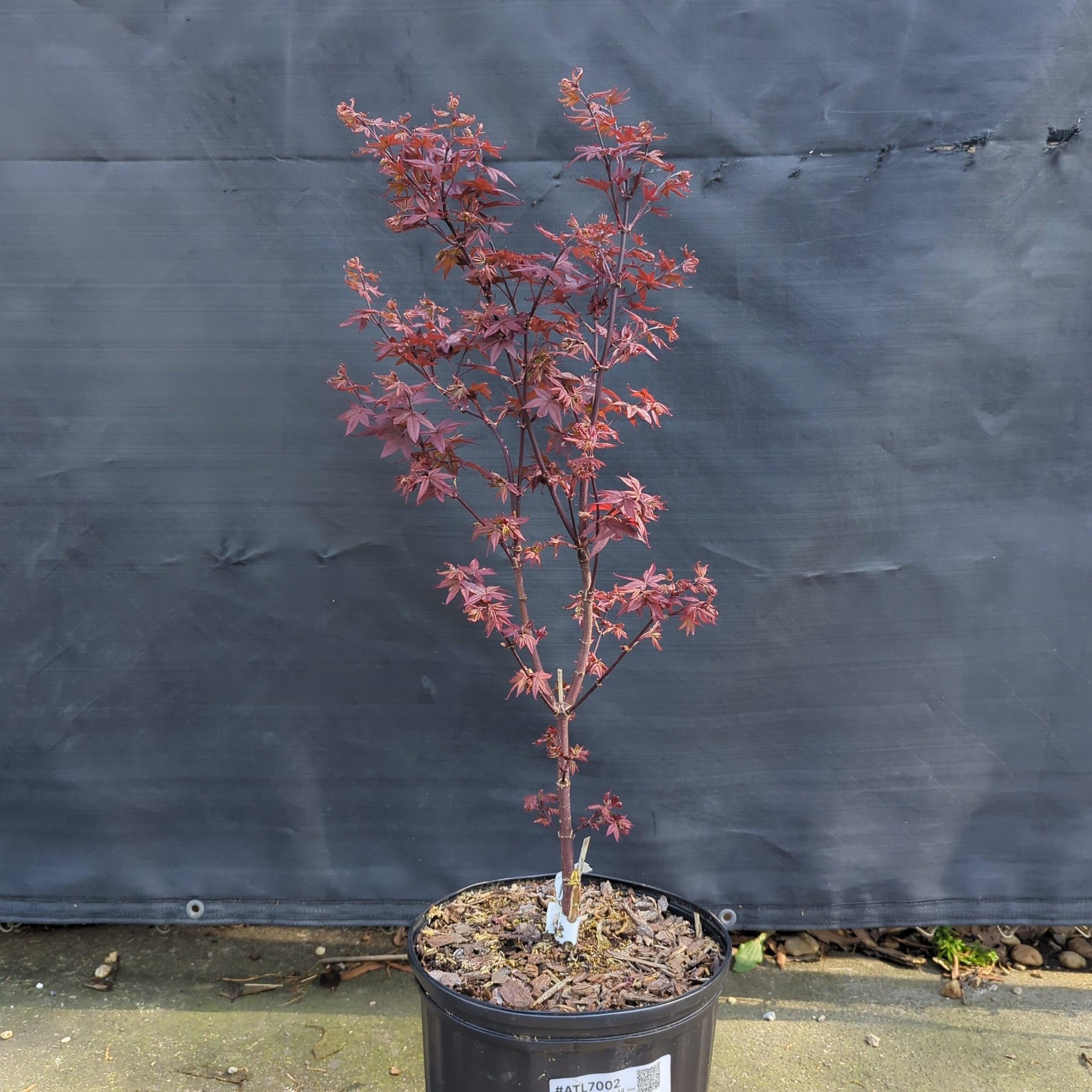 Sentinel Maple Twombly's Japanese Maple - Acer palmatum 'Twombly's Red Sentinel ...