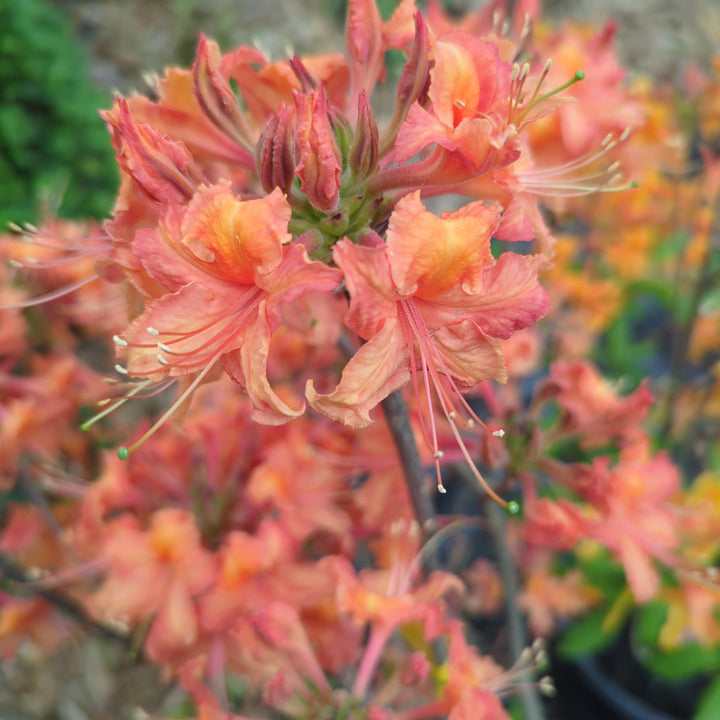 Rhododendron 'Pat Ryan' ~ Pat Ryan Aromi Azalea-ServeScape