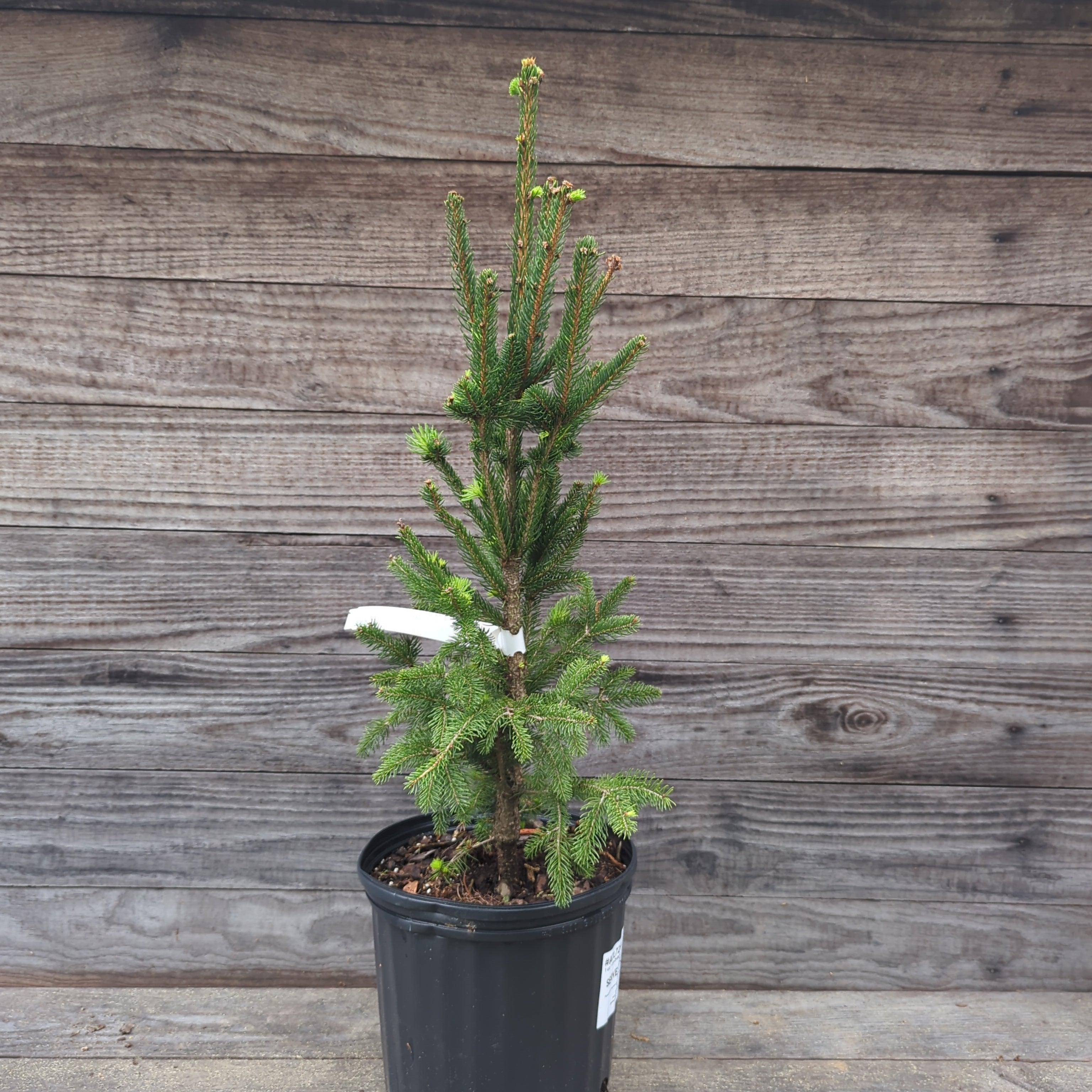 Columnar Norway Spruce - Picea abies 'Cupressina' – ServeScape