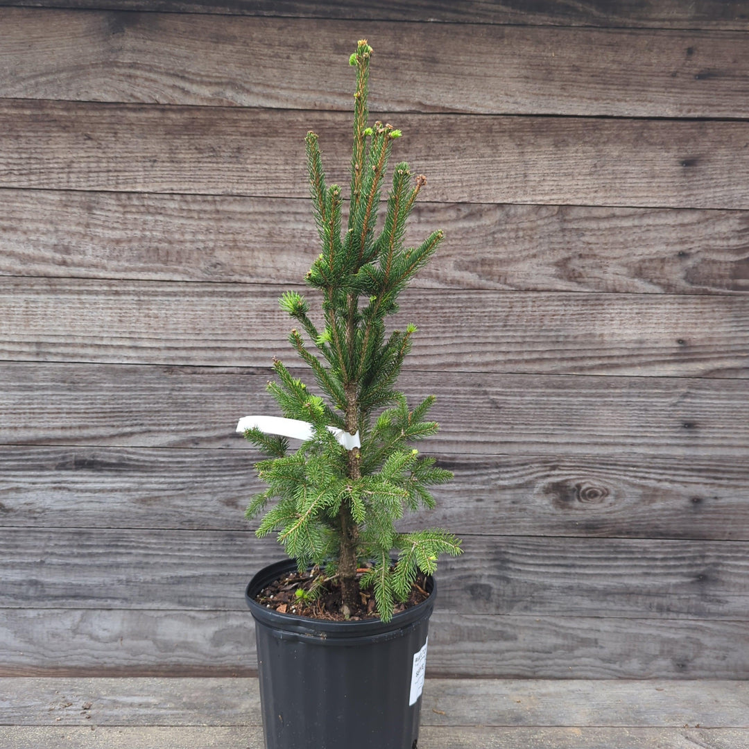 Picea abies 'Cupressina' ~ Columnar Norway Spruce-ServeScape