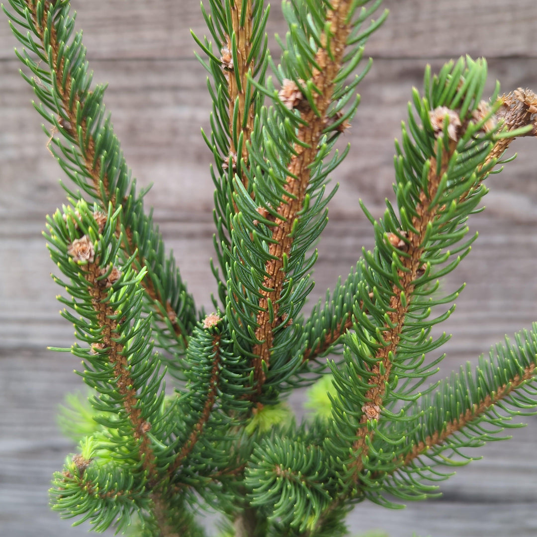 Picea abies 'Cupressina' ~ Columnar Norway Spruce-ServeScape