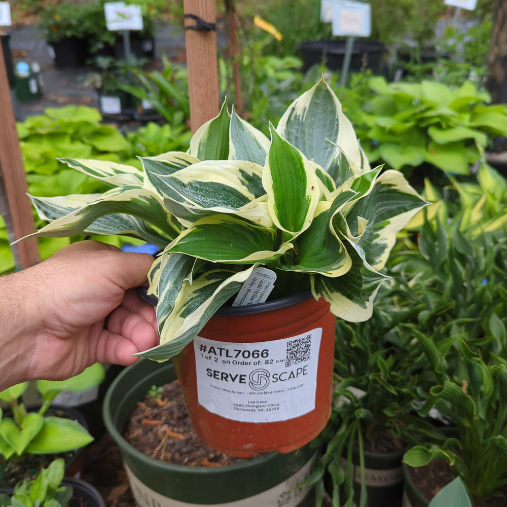 Hosta 'Minuteman' ~ Minute Man Hosta-ServeScape