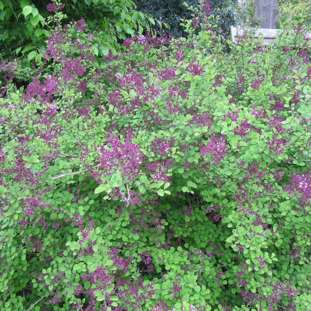 Syringa 'Red Pixie' ~ Red Pixie Lilac-ServeScape