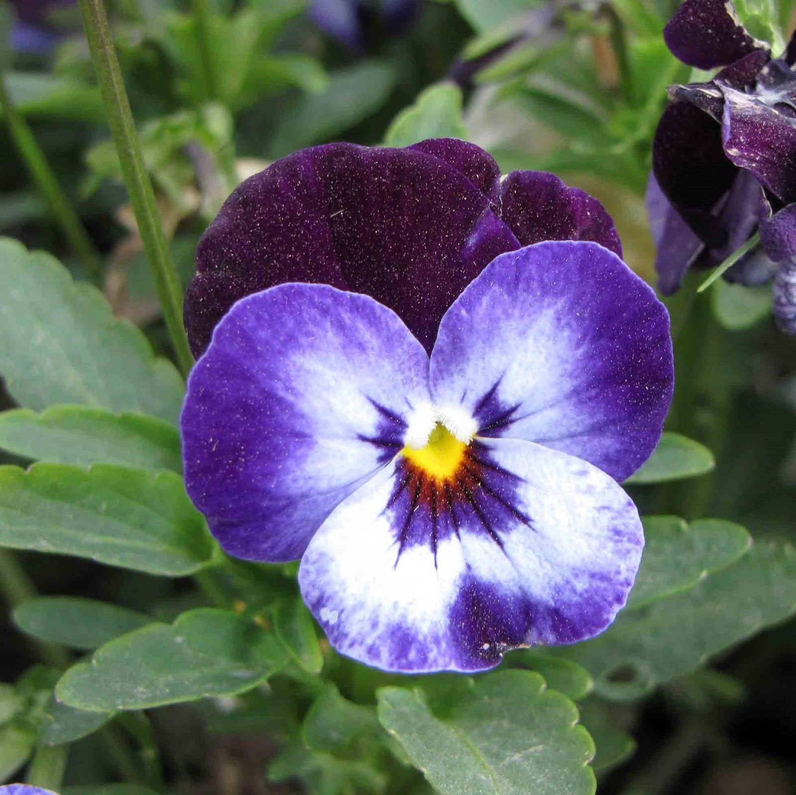 Viola cornuta 'Penny Denim Jump Up' ~ Penny™ Denim Jump Up Viola-ServeScape