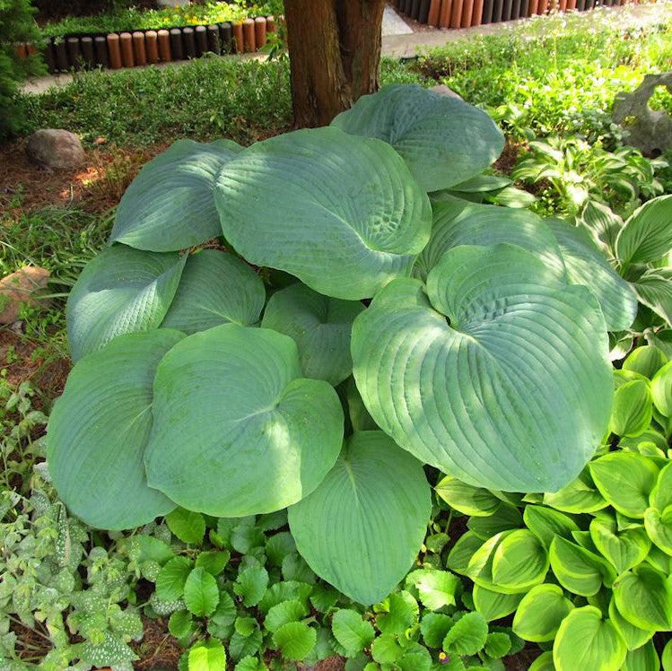 Hosta 'T Rex' ~ T Rex Hosta-ServeScape