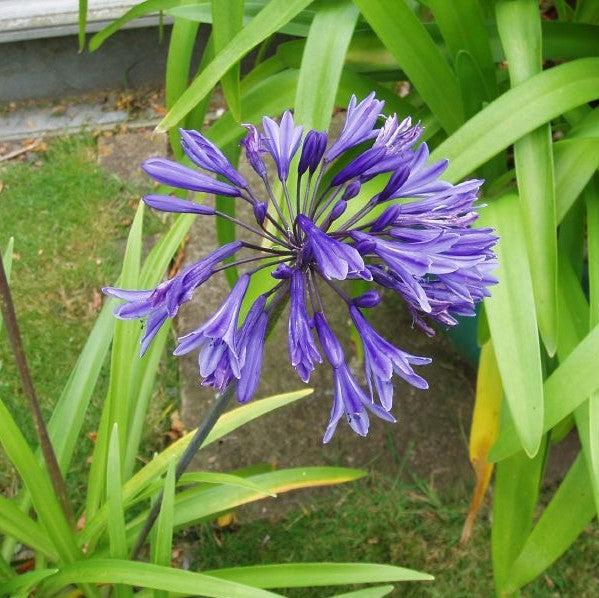 Agapanthus 'MP003' PP30163 ~ Ever Amethyst™ Agapanthus-ServeScape