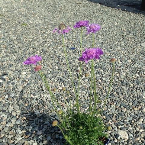 Scabiosa 'Vivid Violet' PP #19,260 ~ Vivid Violet Pincushion Flower-ServeScape
