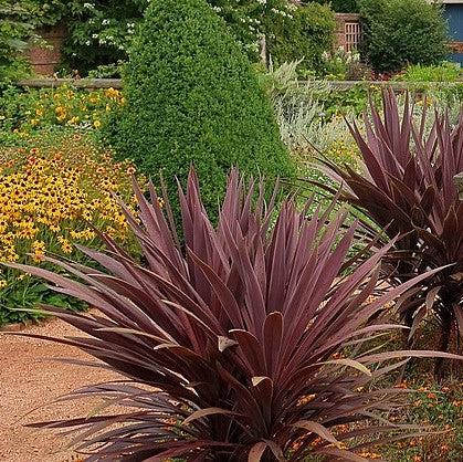 Cordyline australis 'Red Sensation' ~ Red Sensation Cordyline-ServeScape