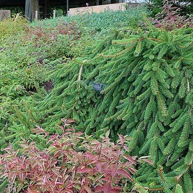 Picea abies 'Pendula' ~ Weeping Norway Spruce-ServeScape
