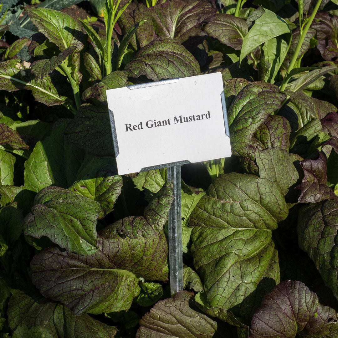 Brassica juncea 'Red Giant' ~ Red Giant Mustard-ServeScape