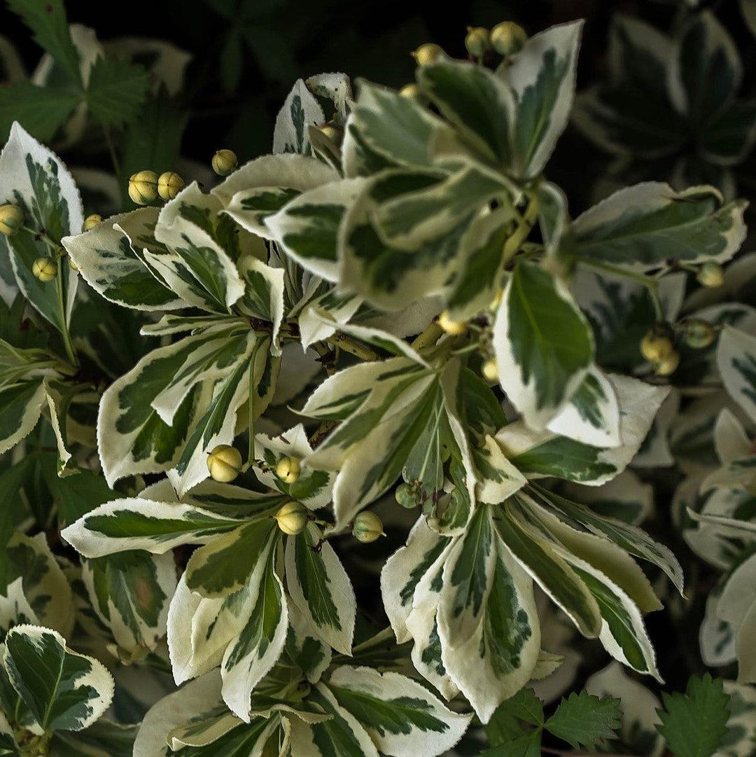 Euonymus fortunei 'Ivory Jade' ~ Ivory Jade Wintercreeper-ServeScape