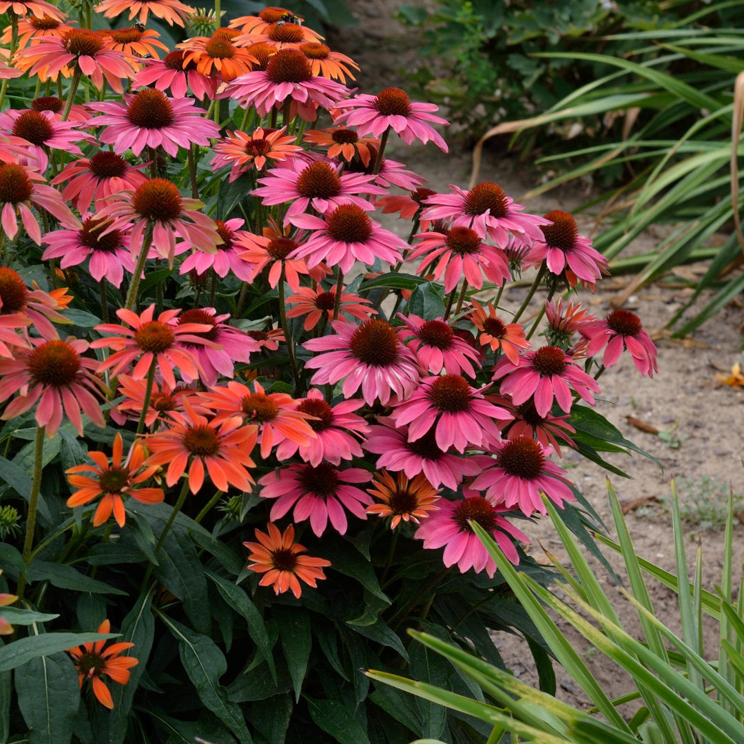 Echinacea 'Balevoeen' ~ Evolution™ Colorific™ Coneflower-ServeScape