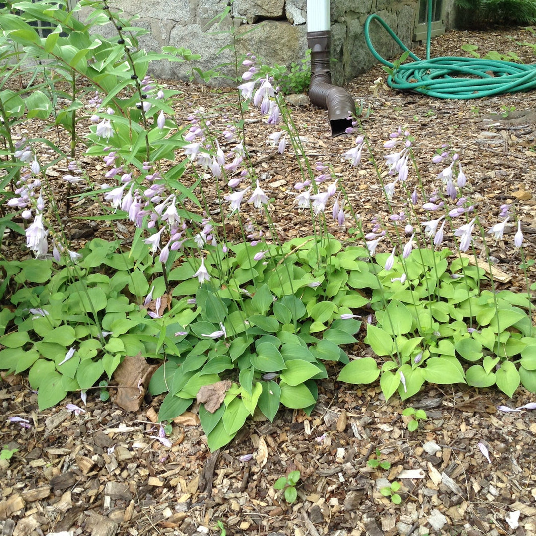 Hosta x 'Blue Cadet' ~ Blue Cadet Hosta-ServeScape