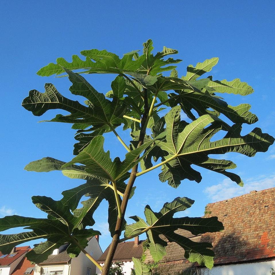 Ficus carica 'Majoam' ~ 'Little Miss Figgy' Fig-ServeScape