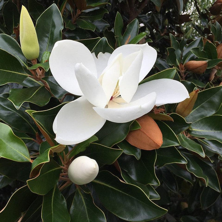 Magnolia grandiflora 'Hasse' ~ Hasse Southern Magnolia-ServeScape