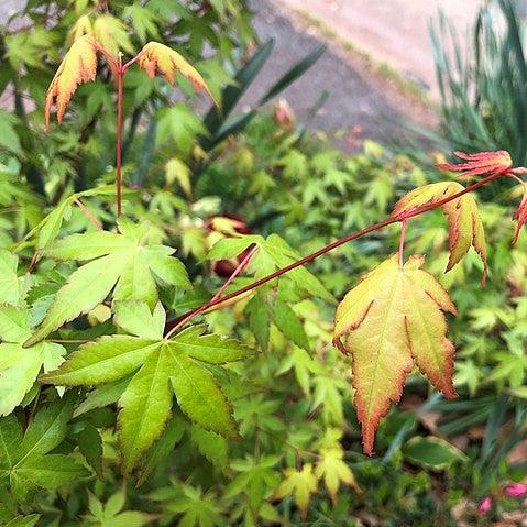 Acer palmatum 'Tsukasa Silhouette' ~ Tsukasa Japanese maple-ServeScape