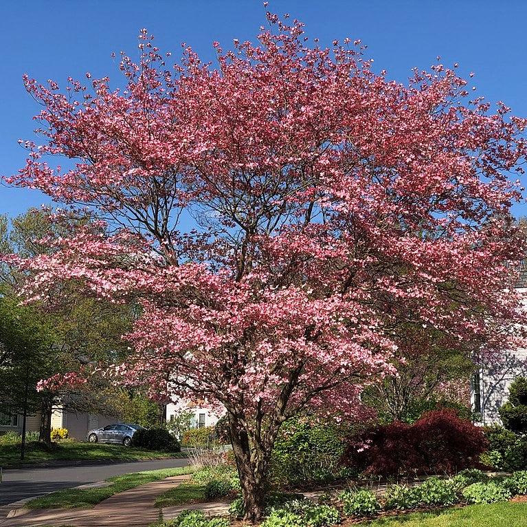 Cornus florida ~ Flowering Dogwood, Pink-ServeScape