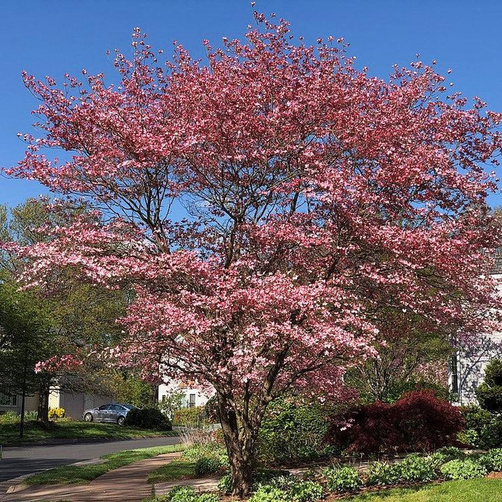 Cornus florida ~ Flowering Dogwood, Pink-ServeScape