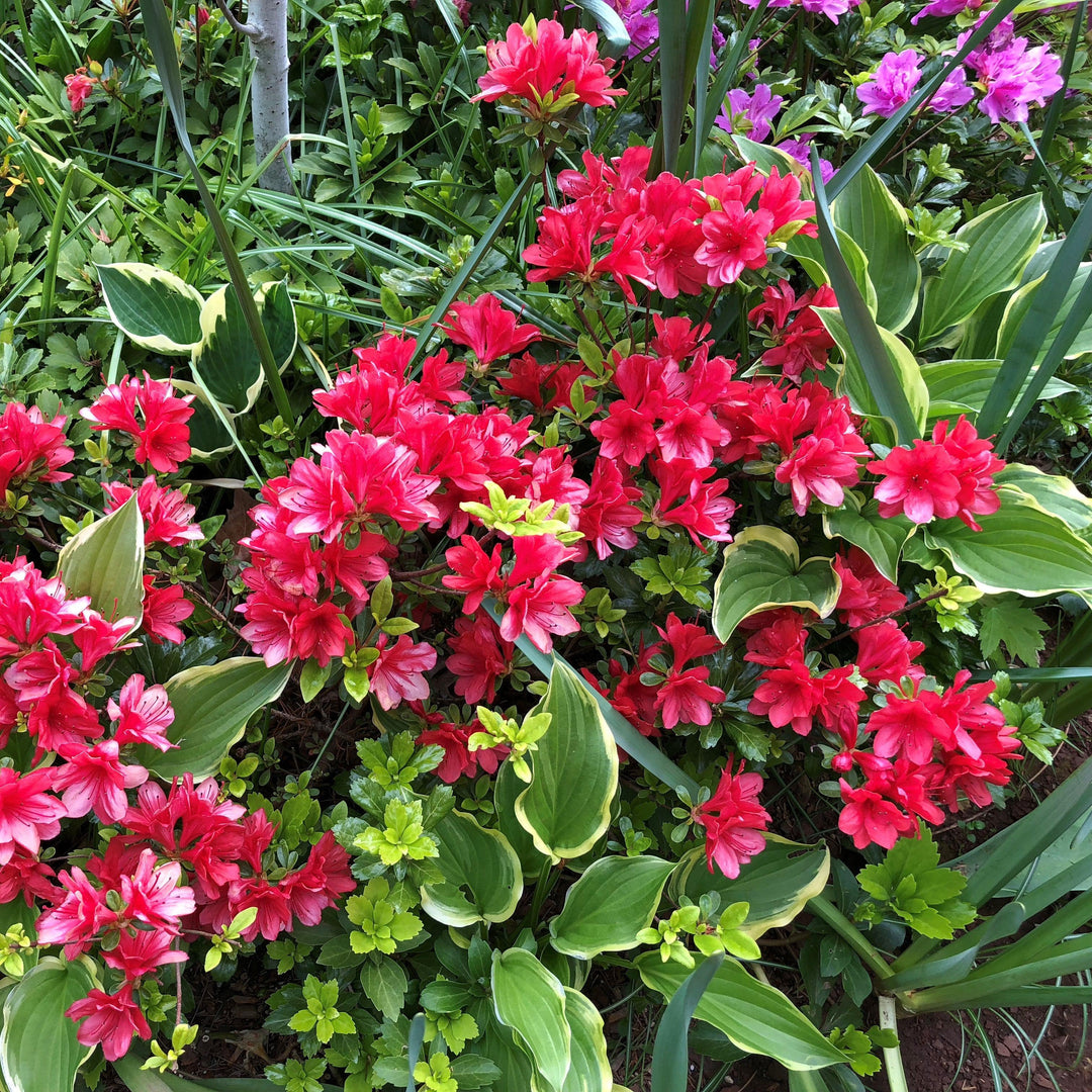 Rhododendron kurume 'Hershey's Red' ~ Hershey's Red Azalea-ServeScape